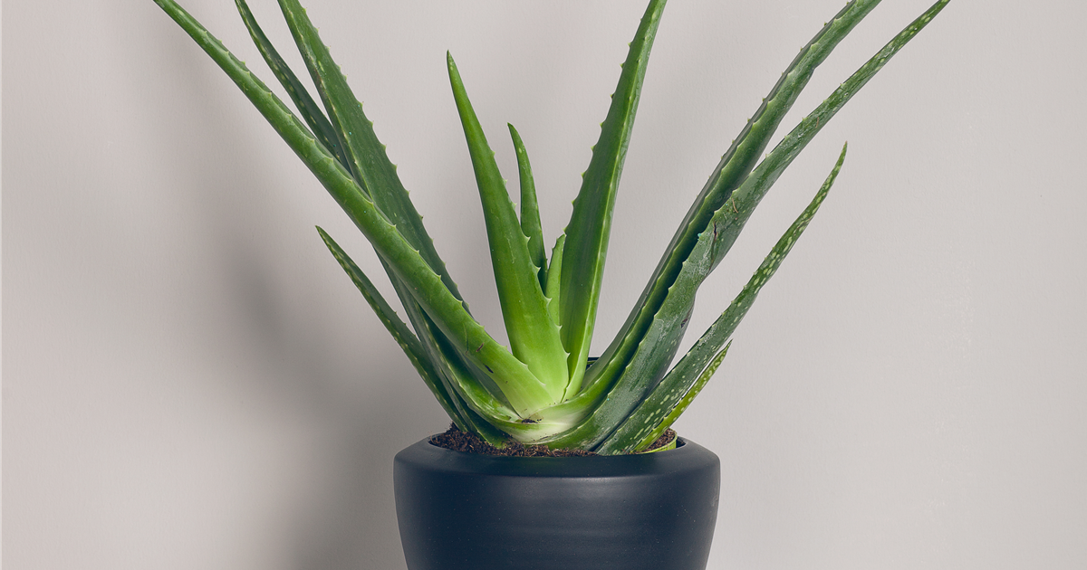 Aloe vera, Echte Aloe