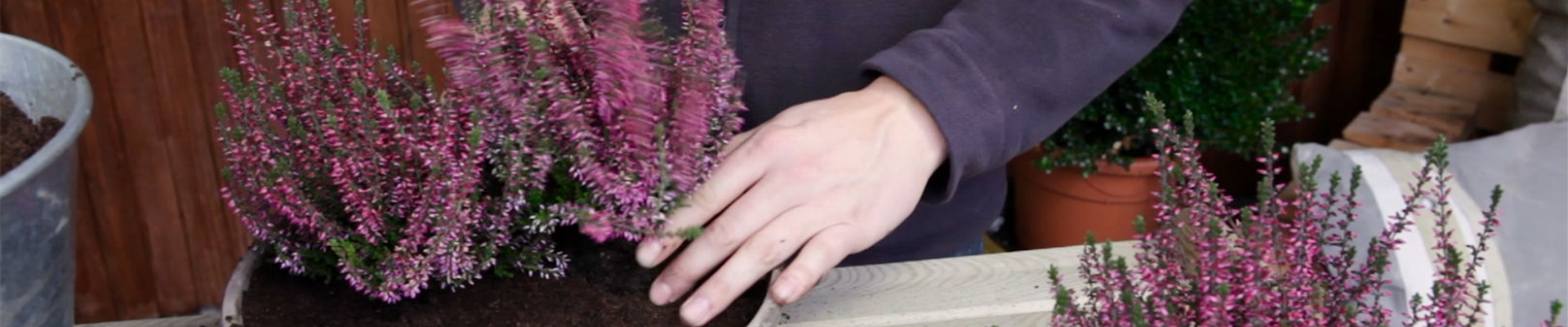 Knospenheide - Einpflanzen in ein Gefäß (5)