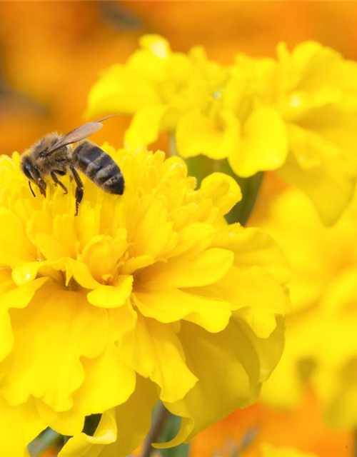 Insektenweide
