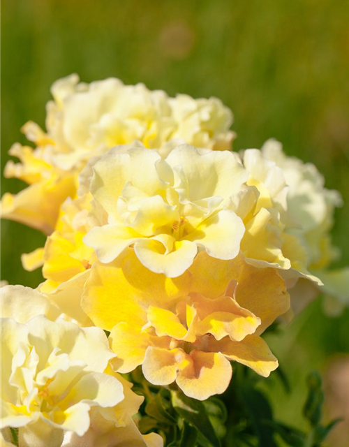 Antirrhinum majus, gelb