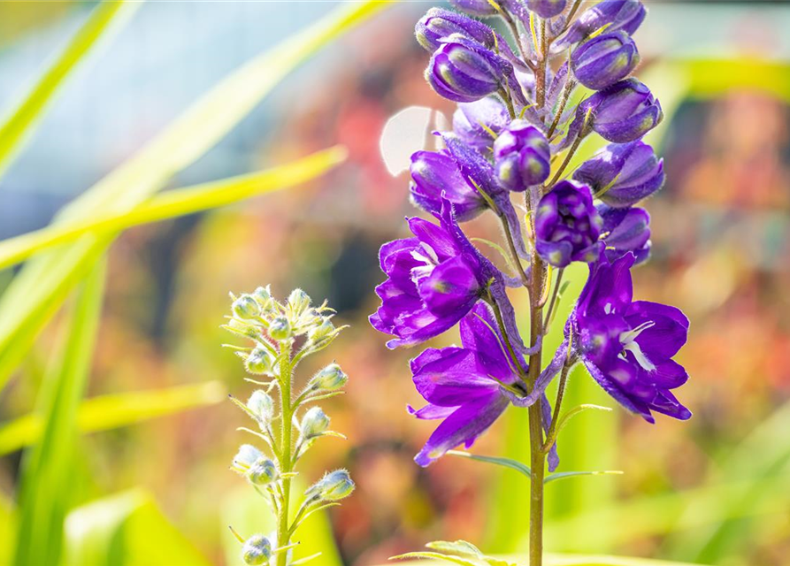 Delphinium 'Magic Fountains'