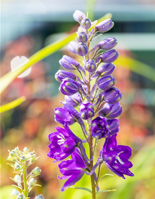 Delphinium 'Magic Fountains'