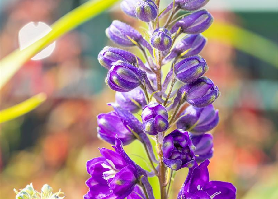 Delphinium 'Magic Fountains'