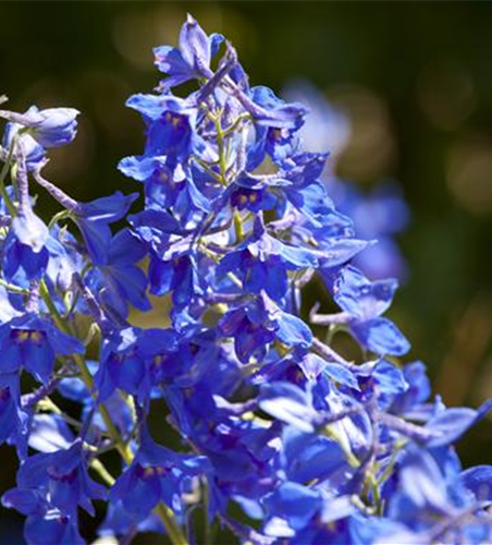 Delphinium x cultorum