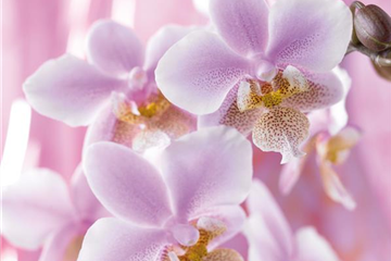 DIE TOP 8 DER WINTERBLUMEN DIE TOP 8 DER WINTERBLUMEN