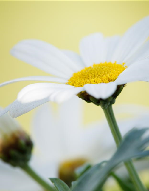 Argyranthemum frutescens, weiß