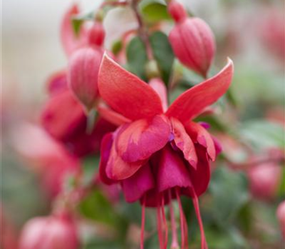 Fuchsia 'Jollies'®