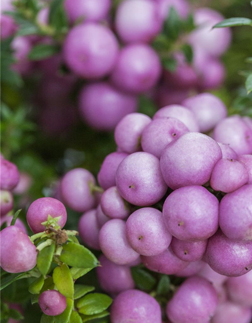 Gaultheria mucronata