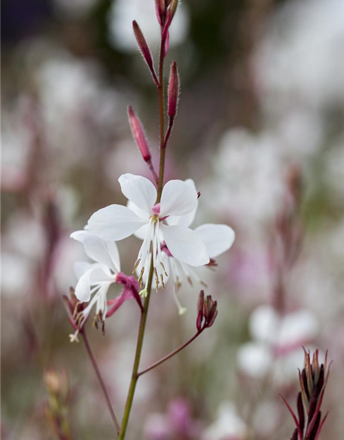 Gaura lindheimeri