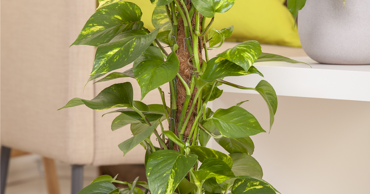 Epipremnum aureum, Goldene Efeutute
