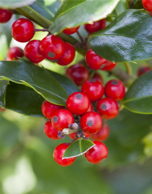 Ilex aquifolium