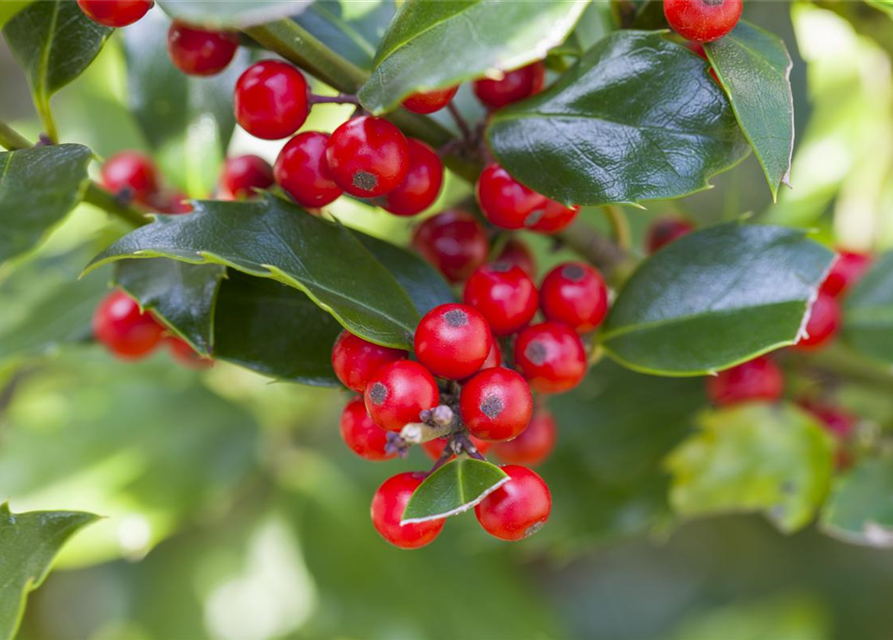 Ilex aquifolium