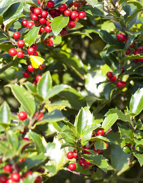 Ilex aquifolium