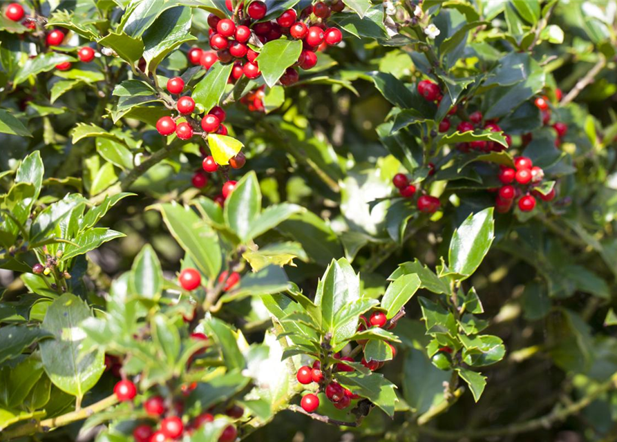 Ilex aquifolium