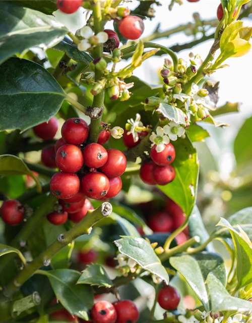 Ilex aquifolium