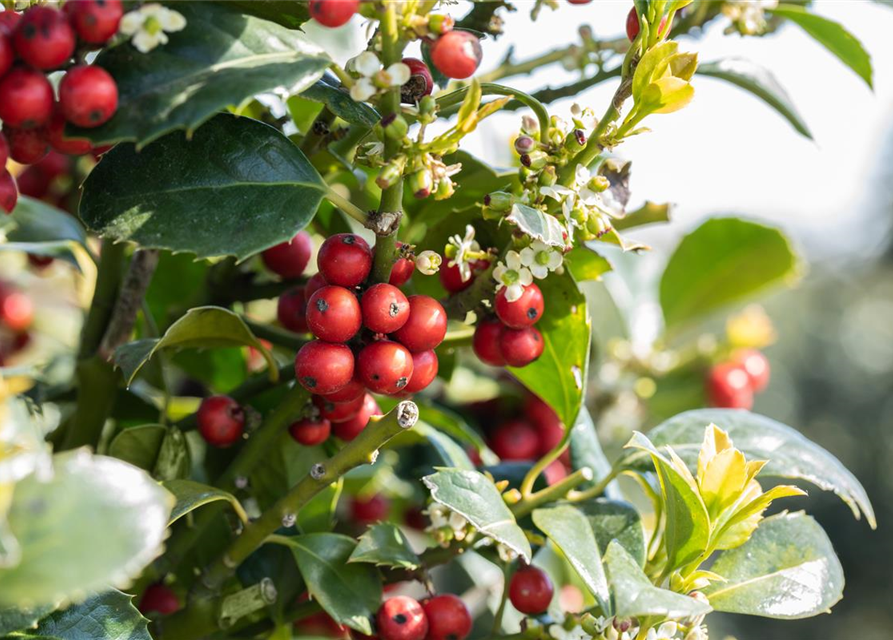Ilex aquifolium