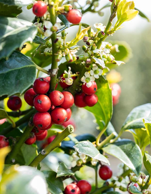 Ilex aquifolium