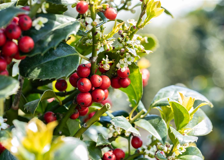 Ilex aquifolium