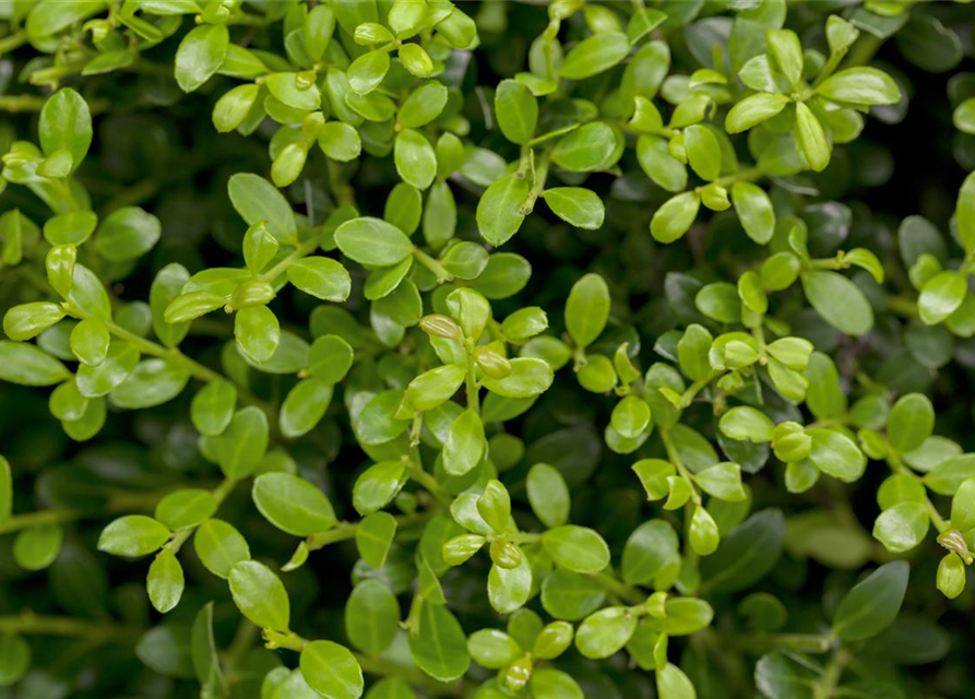 Ilex crenata 'Buxilex'®