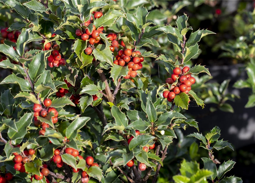 Ilex meserveae 'Heckenstar'(s)