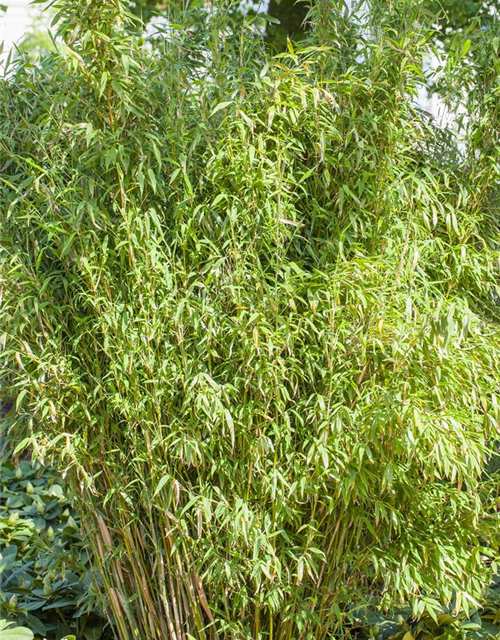 Fargesia murielae 'Standing Stone'®