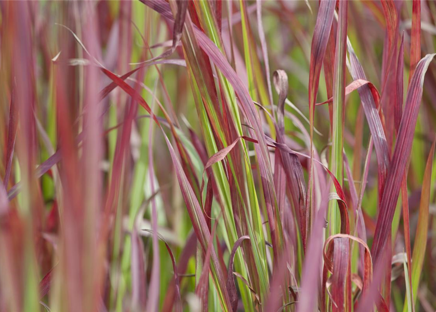 Imperata cylindrica 'Red Baron'
