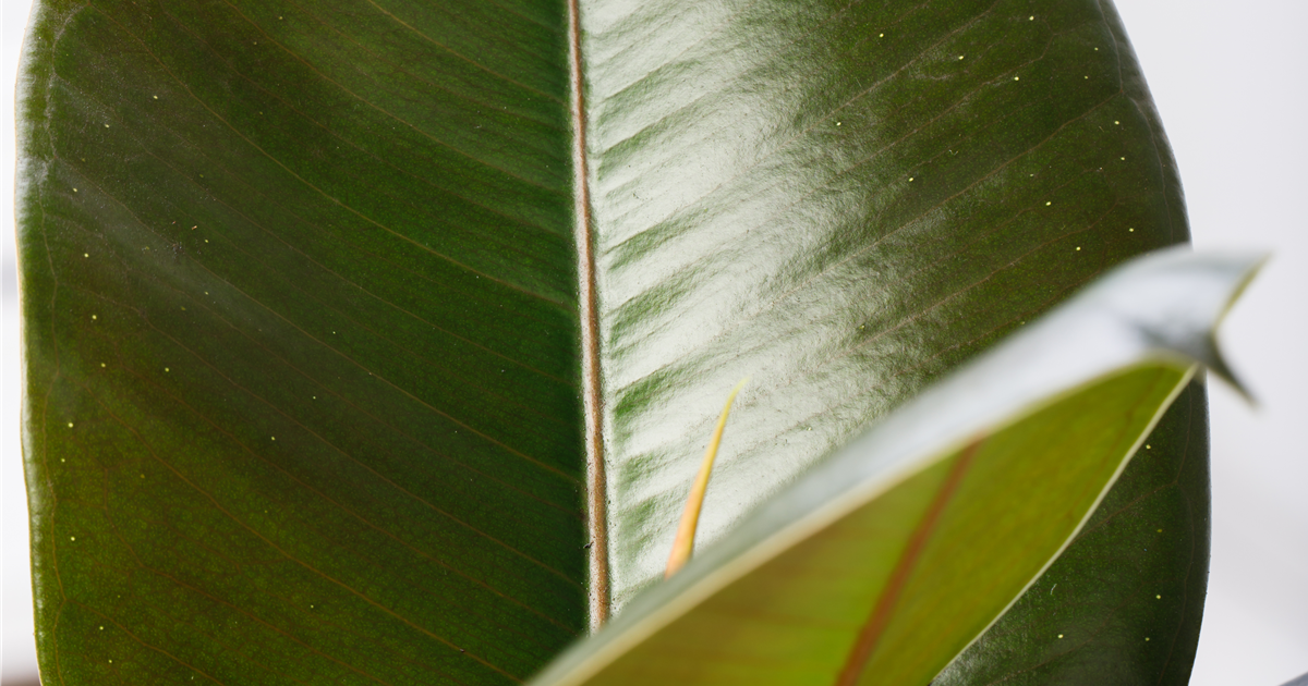 Ficus elastica, Gummibaum