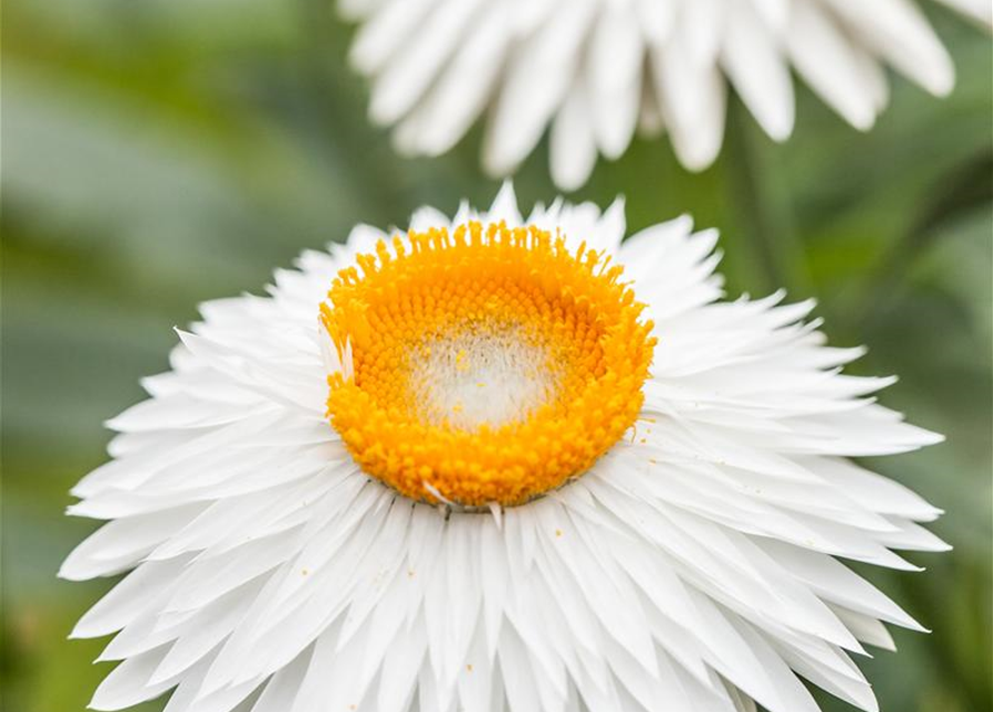 Helichrysum bracteatum