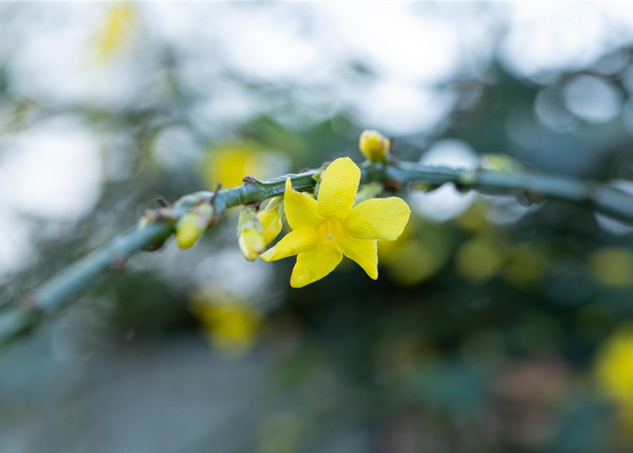 Jasminum nudiflorum