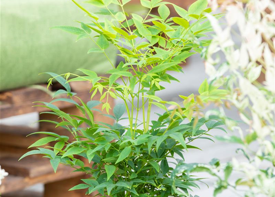 Nandina domestica