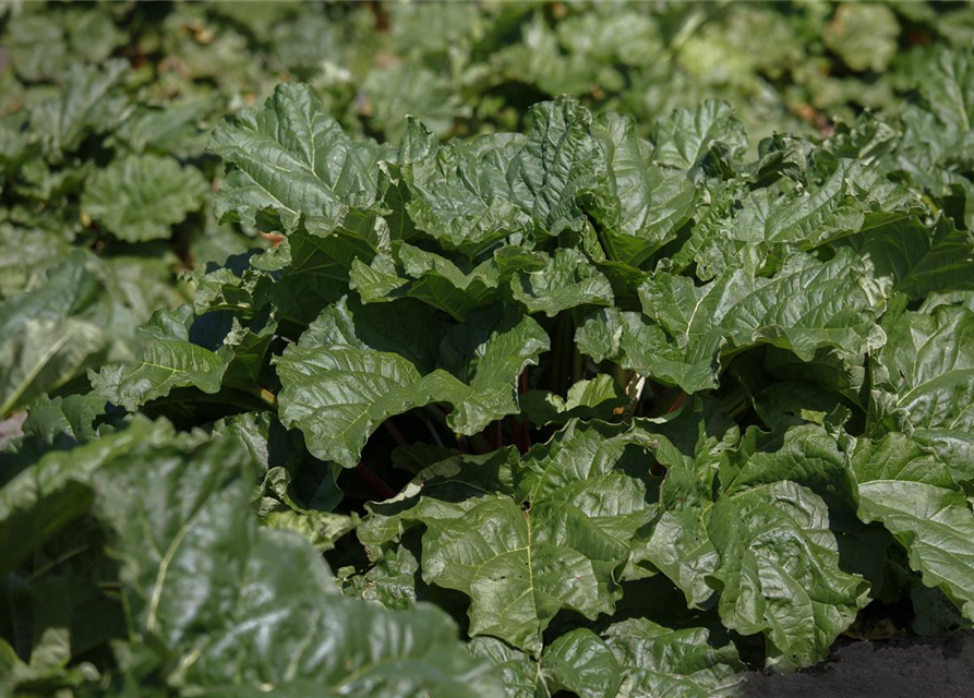 Rheum rhabarbarum