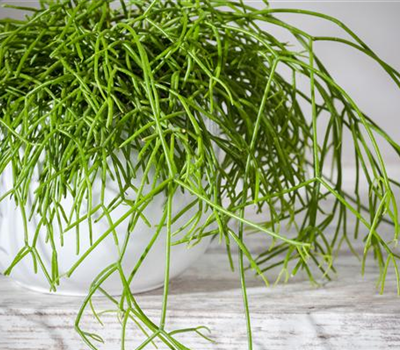 Rhipsalis baccifera