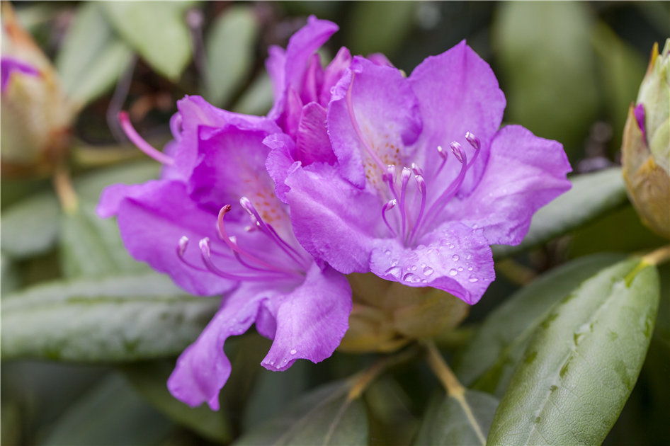 Rhododendron catawbiense, Catawba-Rhododendron