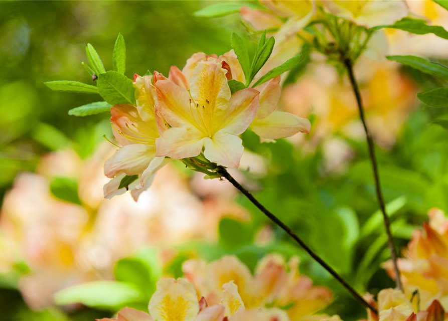 Rhododendron luteum