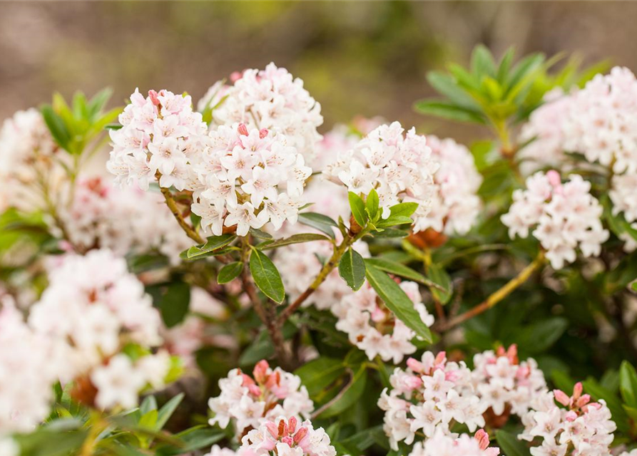 Rhododendron micranthum 'Bloombux'®