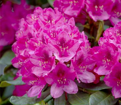 Rhododendron 'Nova Zembla'