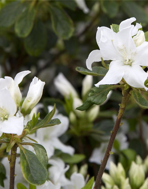 Rhododendron obtusum