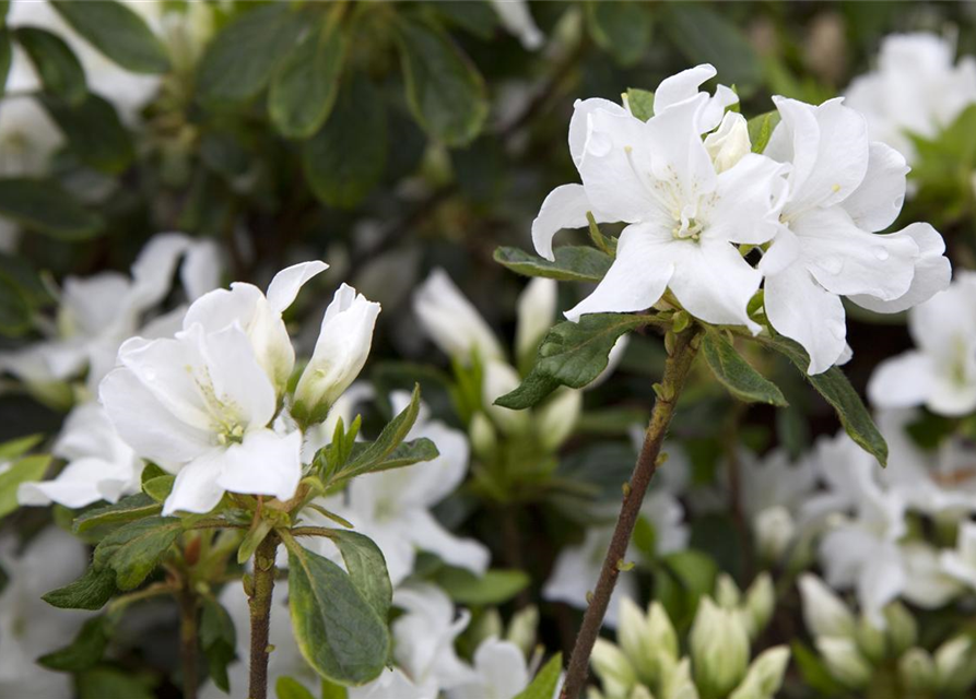 Rhododendron obtusum