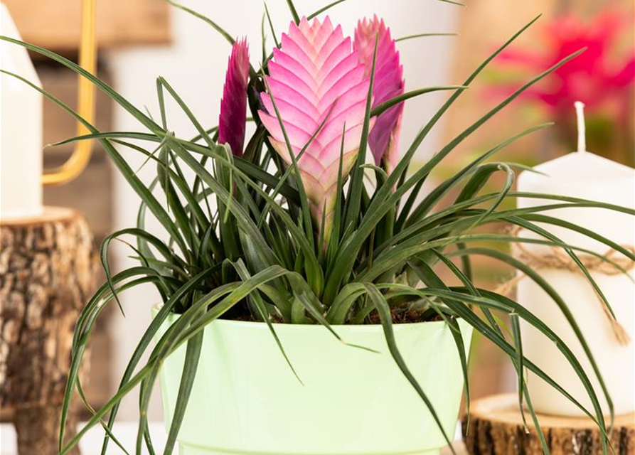 Tillandsia