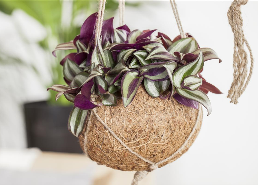 Tradescantia zebrina