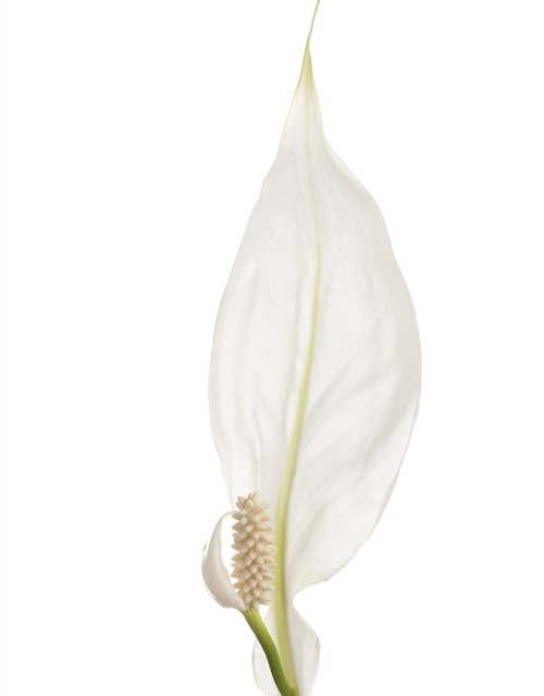 Spathiphyllum floribundum