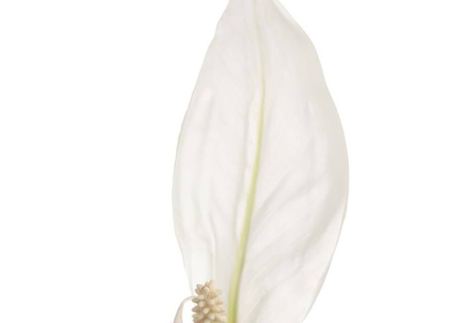 Spathiphyllum floribundum