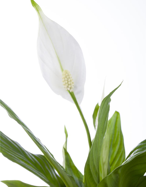 Spathiphyllum floribundum