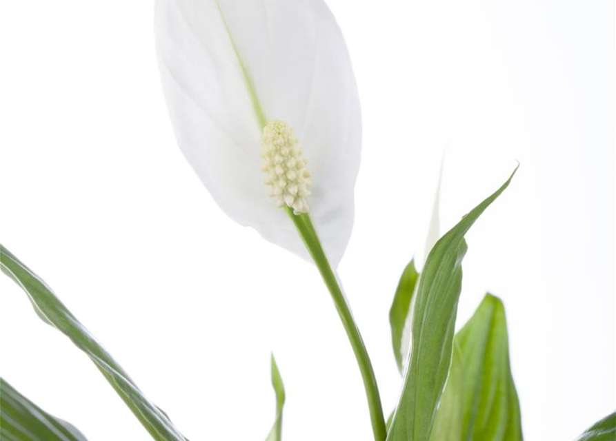 Spathiphyllum floribundum