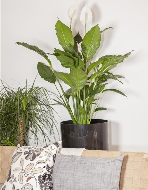 Spathiphyllum floribundum