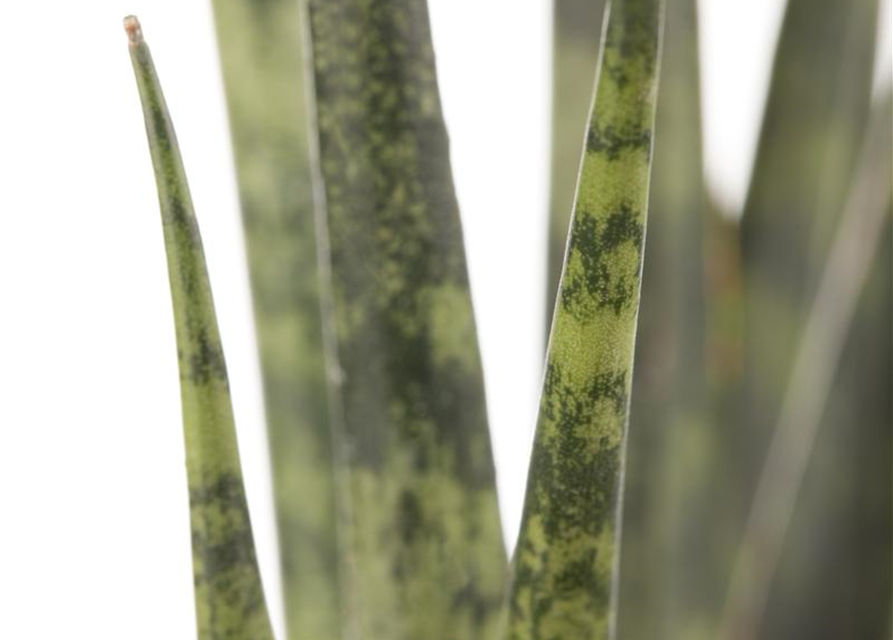 Sansevieria cylindrica