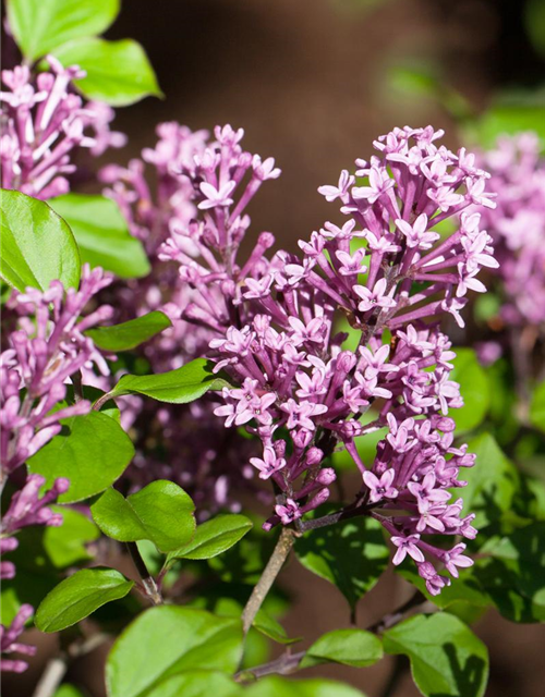 Syringa meyeri