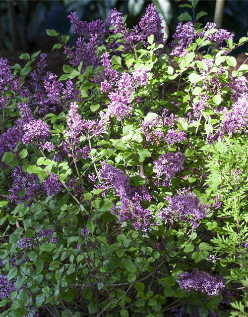 Syringa meyeri