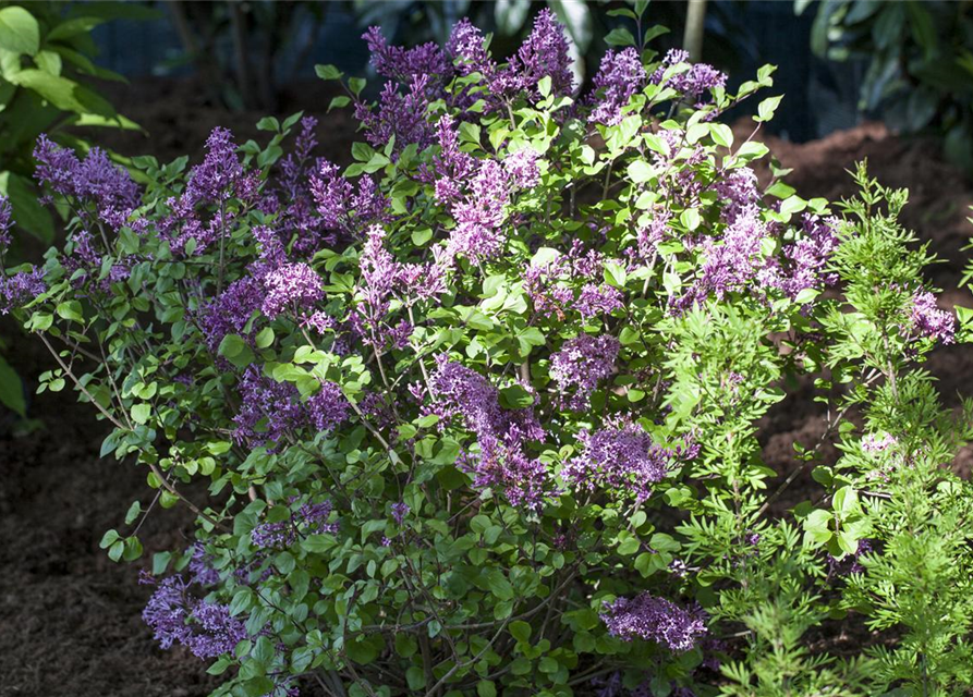 Syringa meyeri